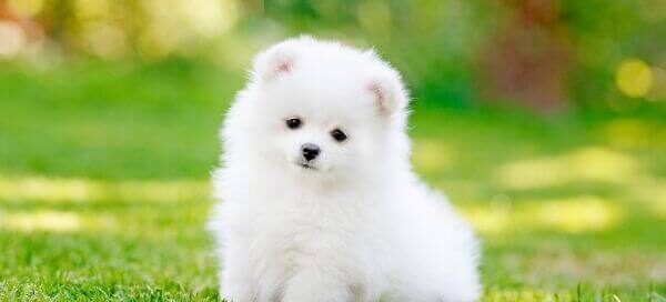 rfid tag for pets