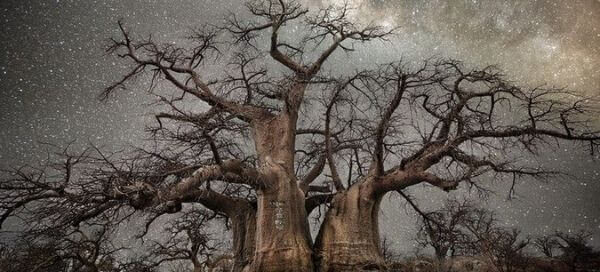 rfid tag is used for managing ancient trees